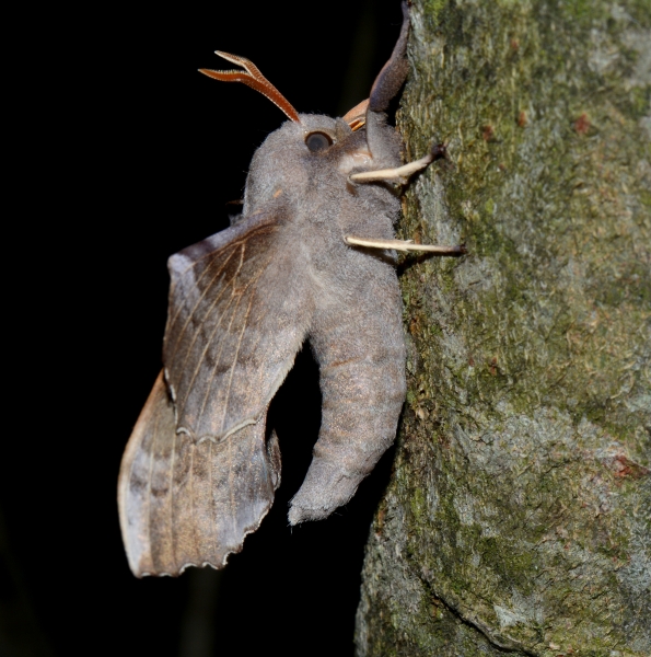 Sphingidae: Laothoe populi